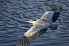 Heron 