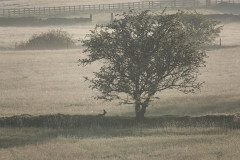 Roedeer