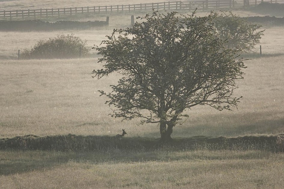 Roedeer