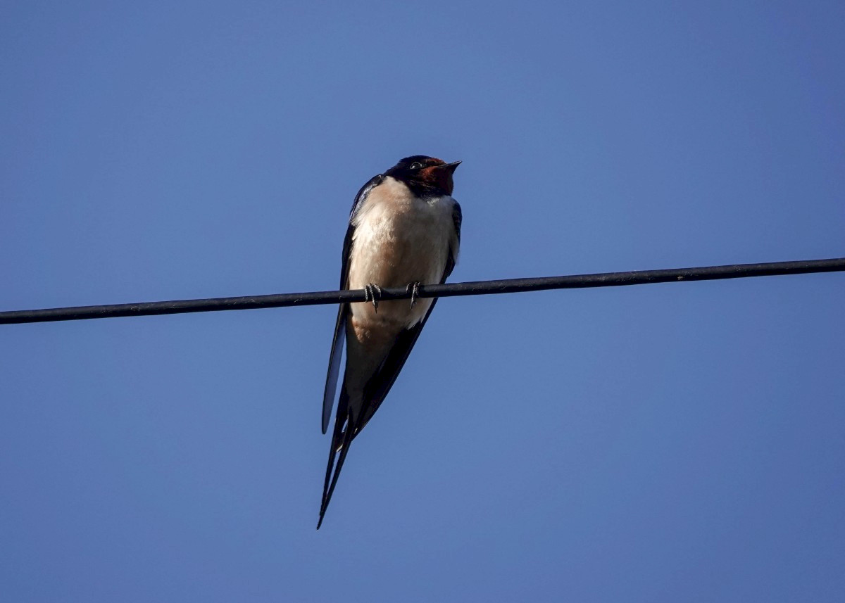 Swallow