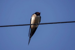 Swallow