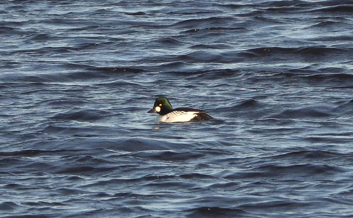 Goldeneye, 1/160 sec at F5.6, ISO 100