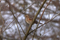 Redwing, 1/50 sec at F5.6, ISO 100