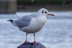 Black-headed Gull, 1/1000 sec at F5.6, ISO640, 114mm