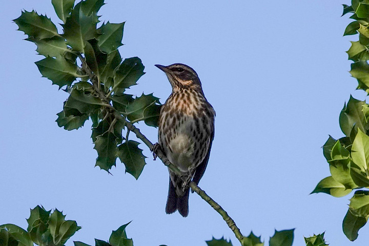 Redwing, 1/1000 sec at F5.6, ISO250, 220mm