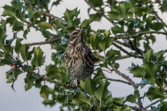 Redwing, 1/1000 sec at F5.6, ISO 800, 220mm