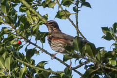 Redwing, 1/1000 sec at F5.6, ISO 400, 220mm