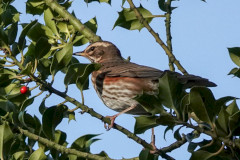 Redwing, 1/1000 sec at F5.6, ISO 500, 220mm