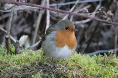 Robin, 1/1000 sec at F5.6, ISO 6400, 200mm