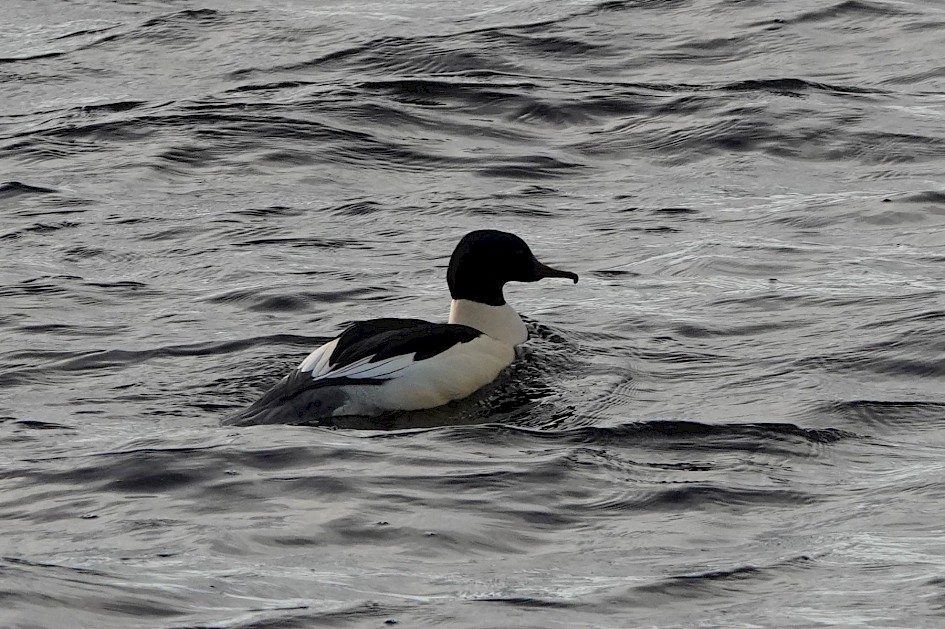 Goosander: 1/1000 sec at F5.6, ISO 500, 210mm