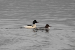 Goosanders, 1/500sec F5.6, ISO1250, 190mm