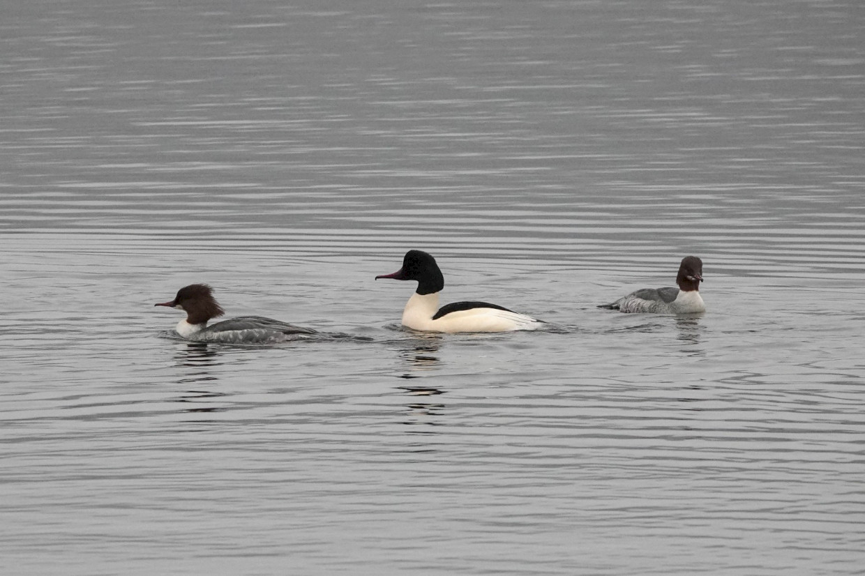 Goosanders, 1/500sec F5.6, ISO1250, 190mm