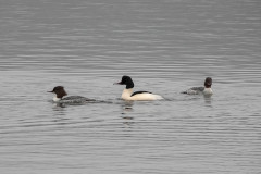 Goosanders, 1/500sec F5.6, ISO1250, 190mm
