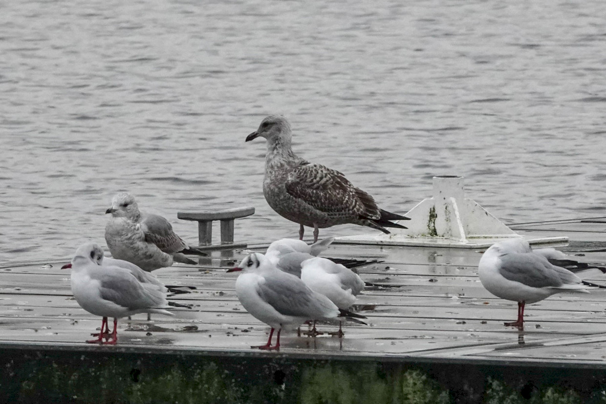 Herring Gull, 1/500sec F5.6, ISO1000, 181mm
