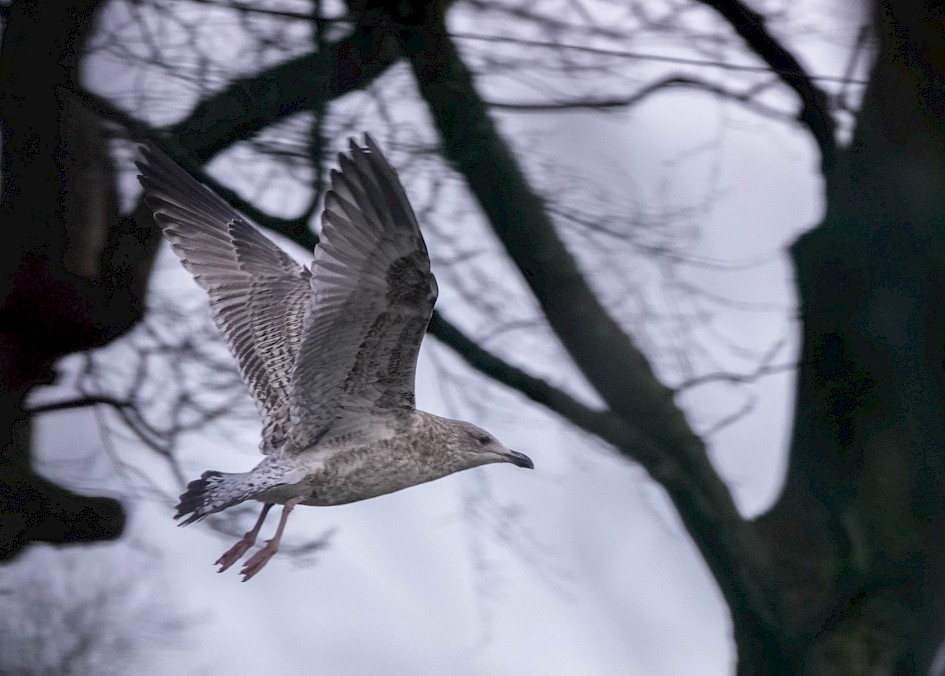 Herring Gull, 1/500sec F5.6, ISO 800, 220mm