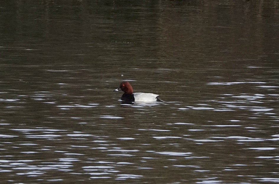 Pochard, 1/500sec F5.6, ISO 640, 220mm