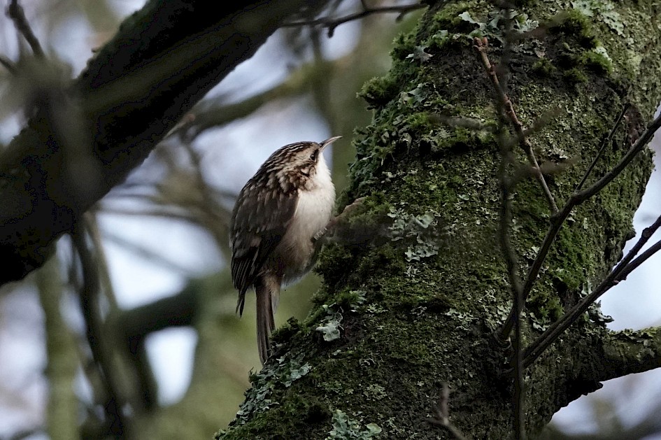 Treecreeper, 1/500sec F5.6, ISO 1250, 220mm