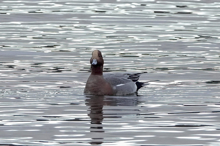 Wigeon, 1/500sec F5.6, ISO 1250, 220mm