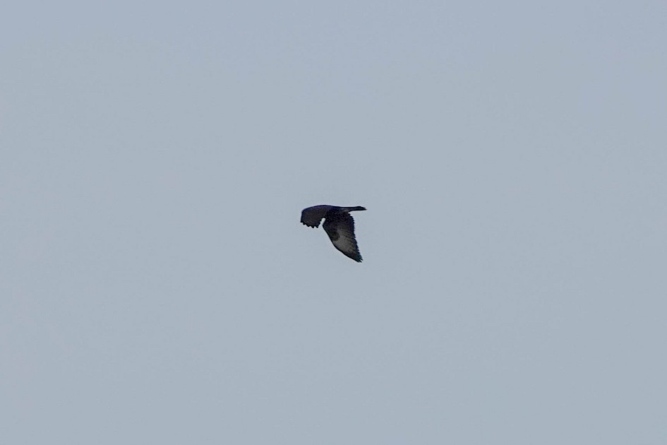 Buzzard, 1/500sec, F5.6, ISO160, 220mm.