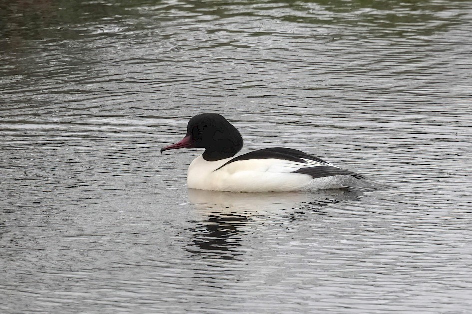 Goosander, 1/500sec, F5.6, ISO 1250, 220mm