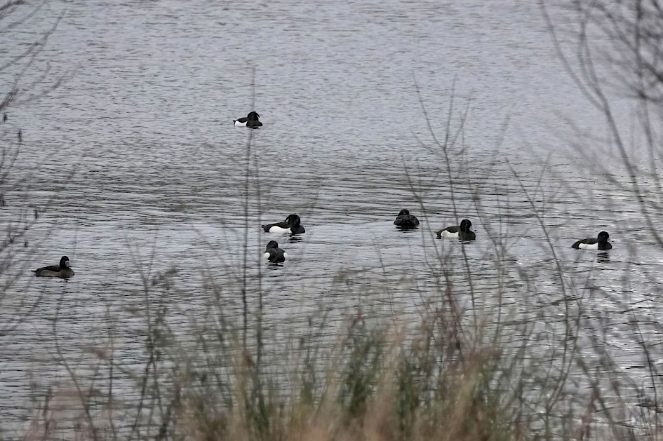 Tufted Duck, 1/500sec, F5.6, ISO 1250, 220mm