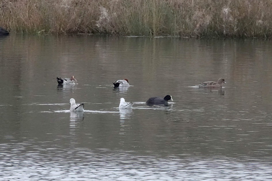 Wigeon, 1/500sec, F5.6, ISO 4000, 220mm