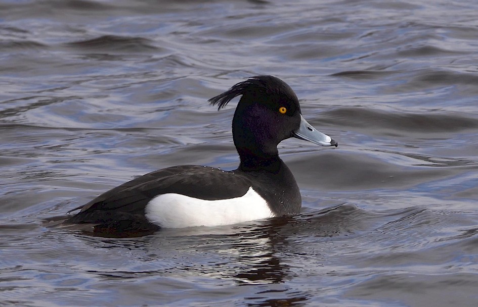 Tufted Duck  Sh