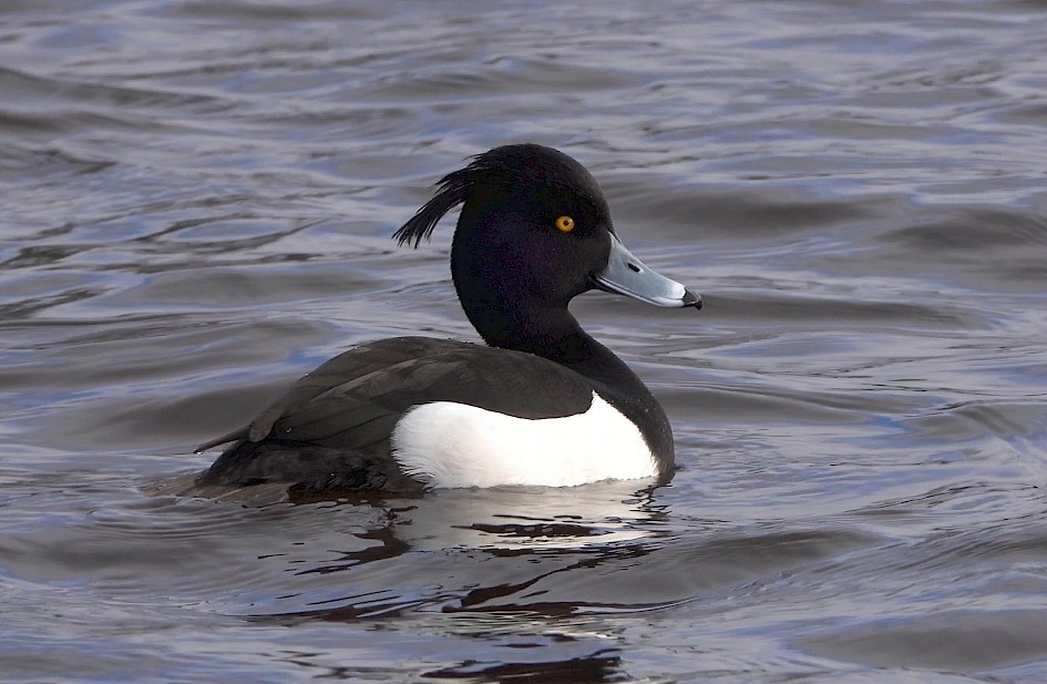 Tufted Duck  Sh