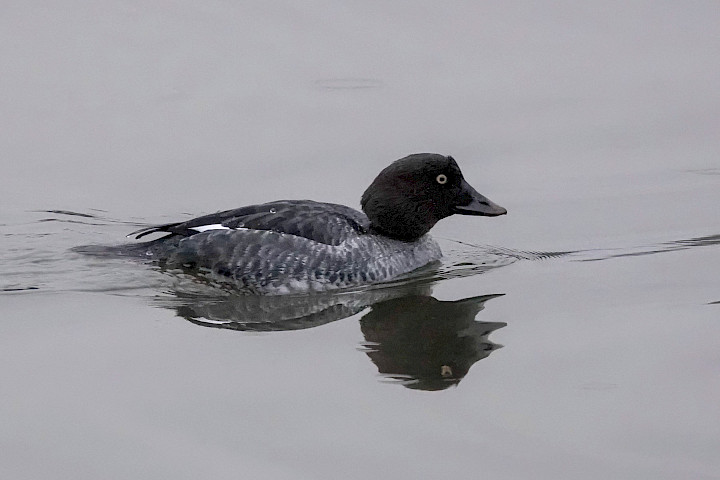 Goldeneye, 1/500sec at f5.6, ISO 6400, 220mm