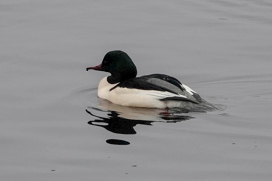 Goosander, 1/500 sec. f/5.6, ISO 2000, 220 mm