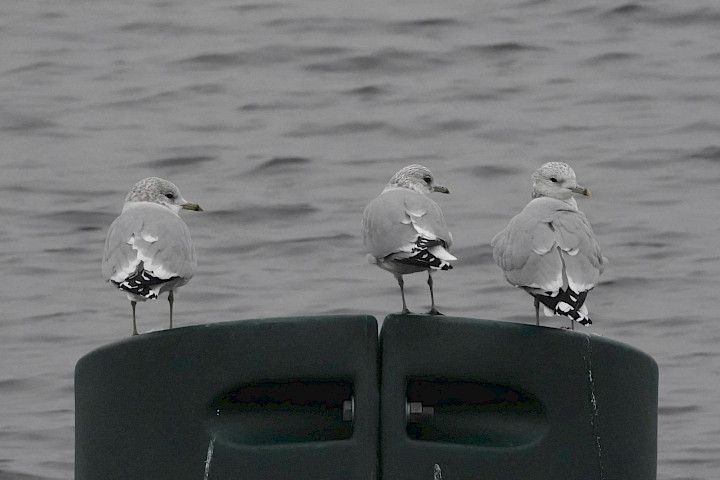 Common Gulls, 1/500 sec. f/5.6, ISO 2500, 220 mm