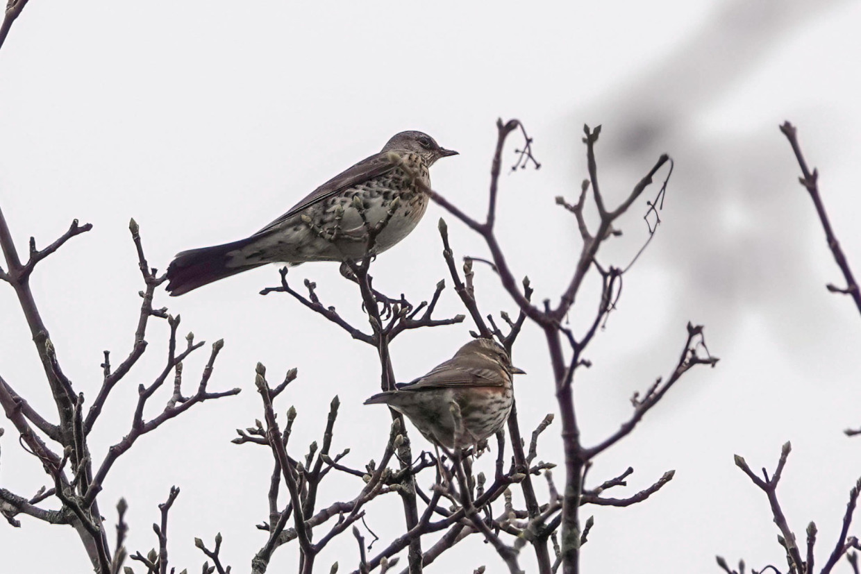 Fieldfare and Redwing, 1/250 sec. f/5.6, ISO 320, 220 mm
