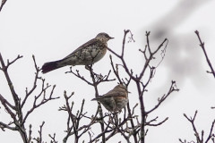 Fieldfare and Redwing, 1/250 sec. f/5.6, ISO 320, 220 mm