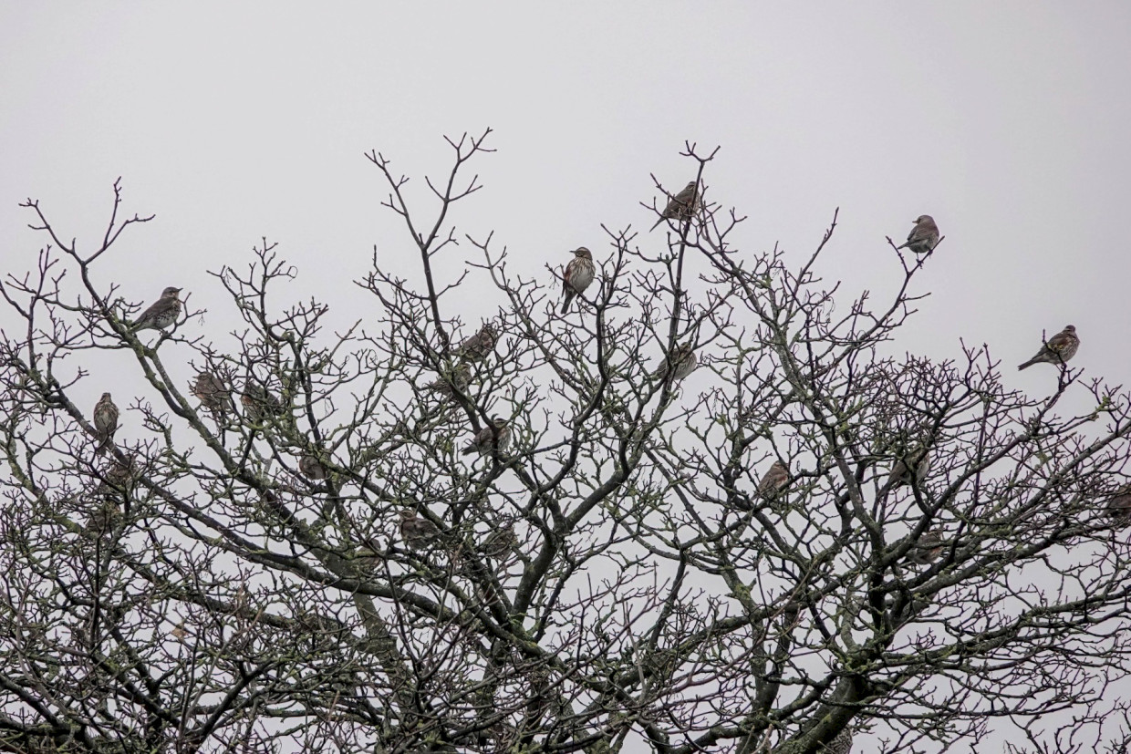 Fieldfares and Redwings, 1/250 sec. f/5.6, ISO 500, 220 mm