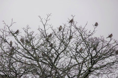 Fieldfares and Redwings, 1/250 sec. f/5.6, ISO 500, 220 mm