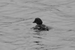 Goldeneye, 1/250 sec. f/5.6, ISO 500, 219.33 mm