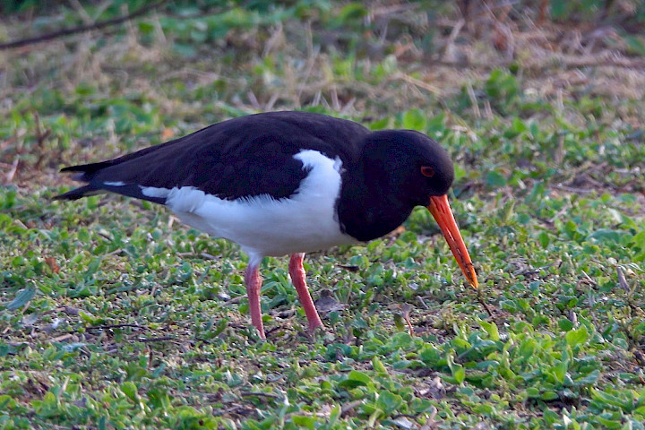 Oystercatcher, videograb