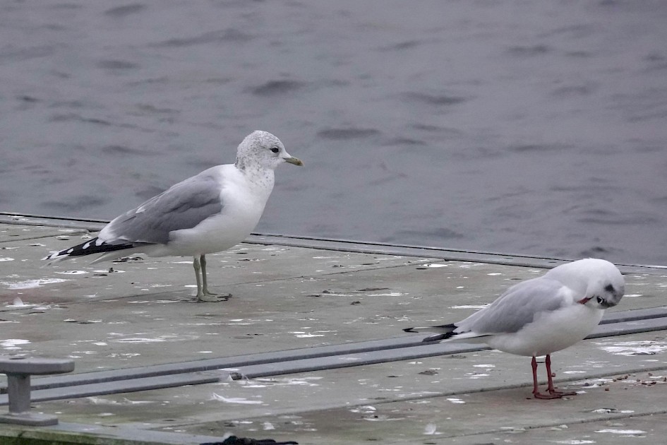 Common Gull, 1/500 sec. f/5.6, ISO 3200 220 mm
