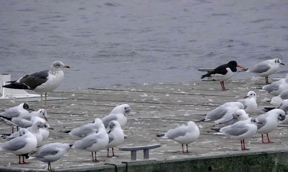 Oystercatcher and Lesser Black-back, 1/500 sec. f/5.6, ISO 3200, 220 mm