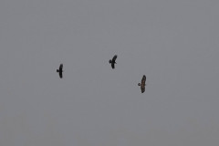 Buzzard, 1/1600sec. f/5.6, ISO 100, 220 mm