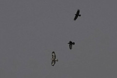 Buzzard, 1/1600sec. f/5.6, ISO 100, 220 mm
