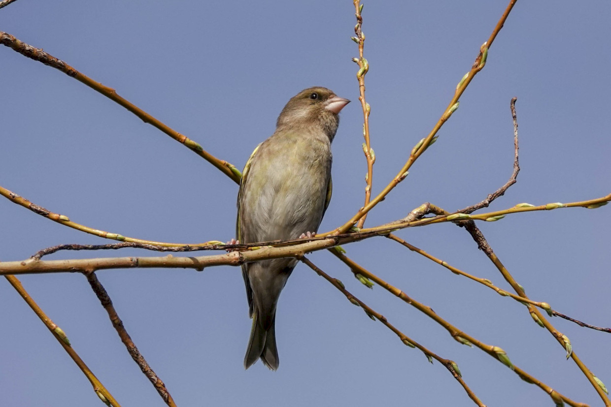 Greenfinch, 1/640sec. f/5.6, ISO 100, 220 mm