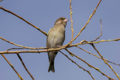 Greenfinch, 1/640sec. f/5.6, ISO 100, 220 mm