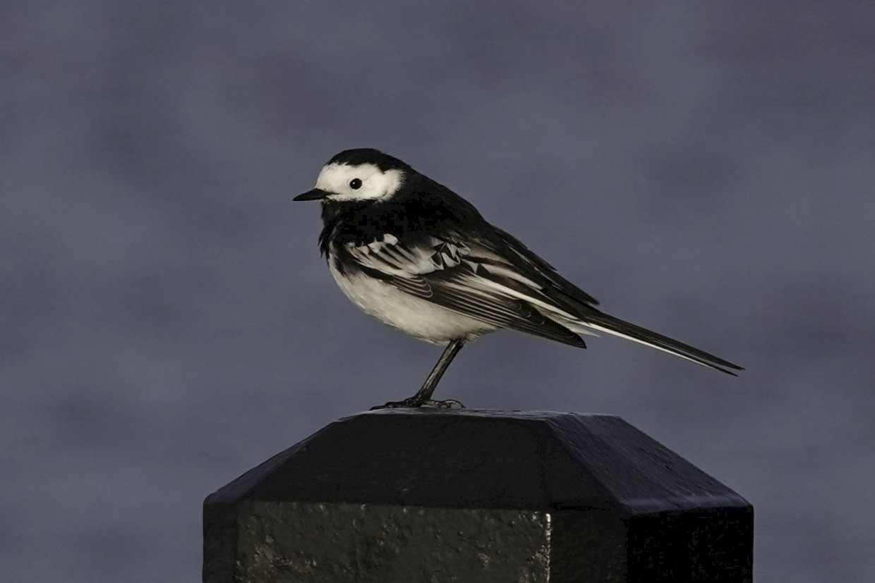 Pied Wagtail, 1/400 sec. f/5.6, ISO 100, 220 mm