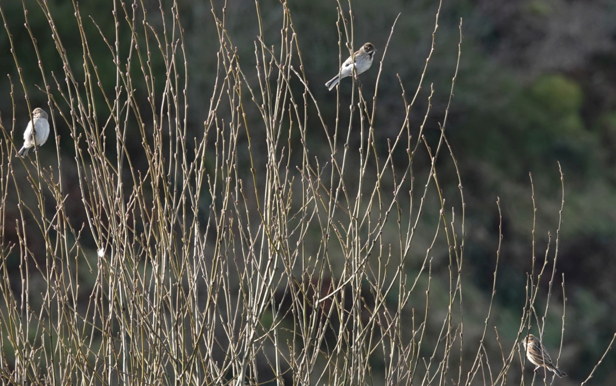 Reed Buntings, 1/250sec. f/5.6, ISO 250, 220 mm