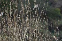 Reed Buntings, 1/250sec. f/5.6, ISO 250, 220 mm
