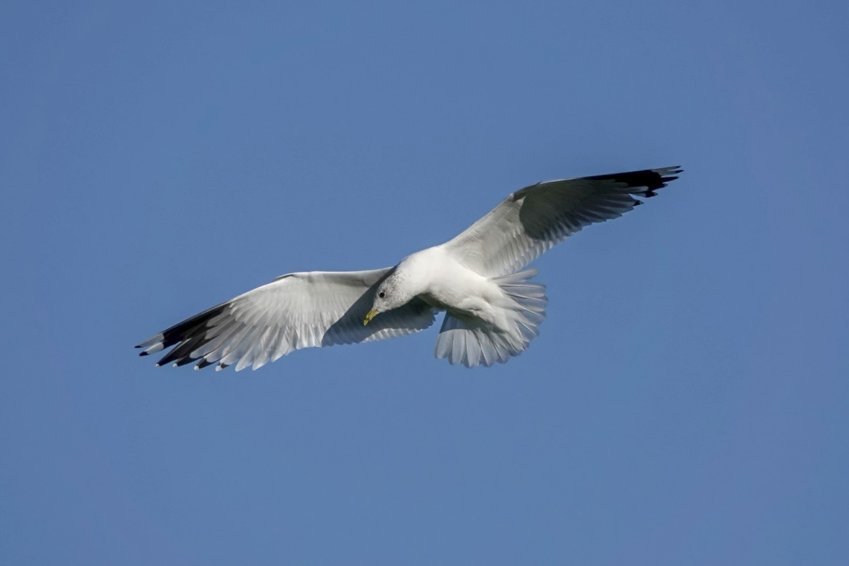 Common Gull, 1/2500sec. f/5.6, ISO 100, 220 mm
