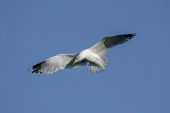 Common Gull, 1/2500sec. f/5.6, ISO 100, 220 mm
