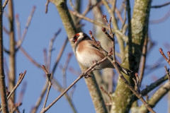 Goldfinch, 1/320sec. f/5.6, ISO 100, 220 mm