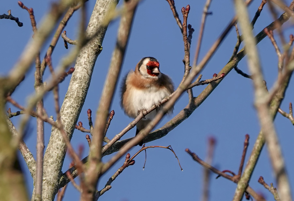 Goldfinch, 1/320sec. f/5.6, ISO 100, 220 mm